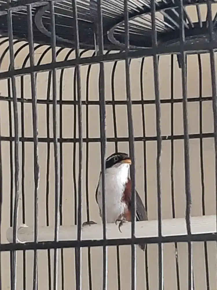Burung kopi jantan + kandang