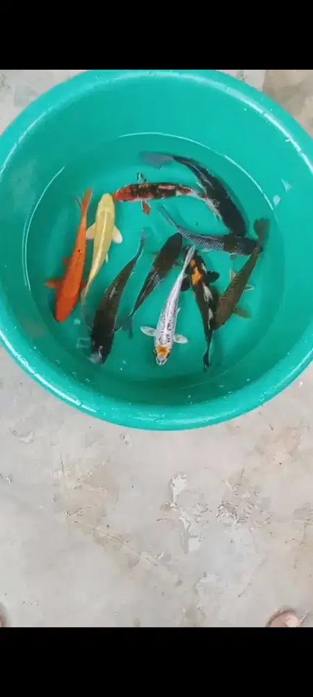 Koi mix 10 ekor