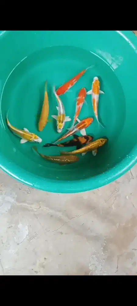 Koi mix 10 ekor