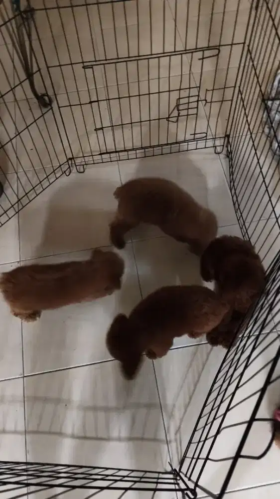 Red Wood Toy Poodle