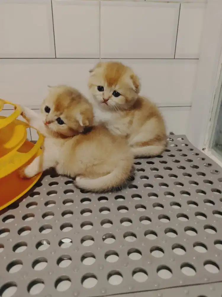 scottish fold betina kitten golden anak import