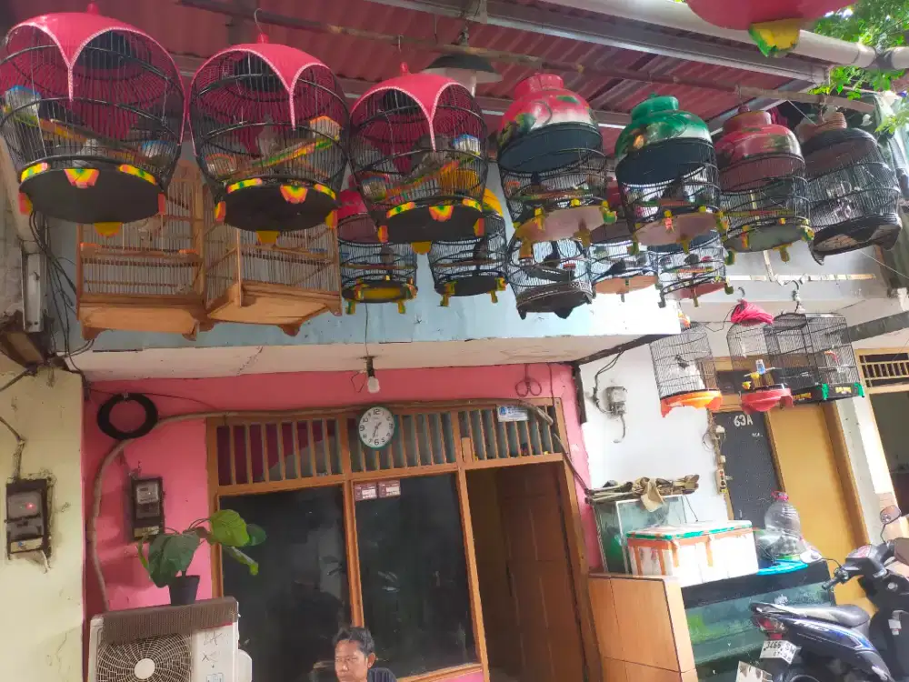 Jual Burung Anggungan