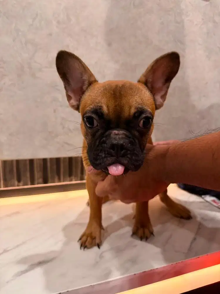 Jual French Bulldog