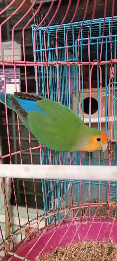 Lb NK orangeface