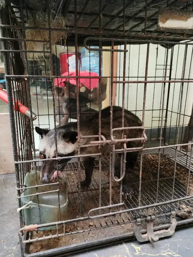 Musang Pandan/ Luwak, Dewasa, Betina