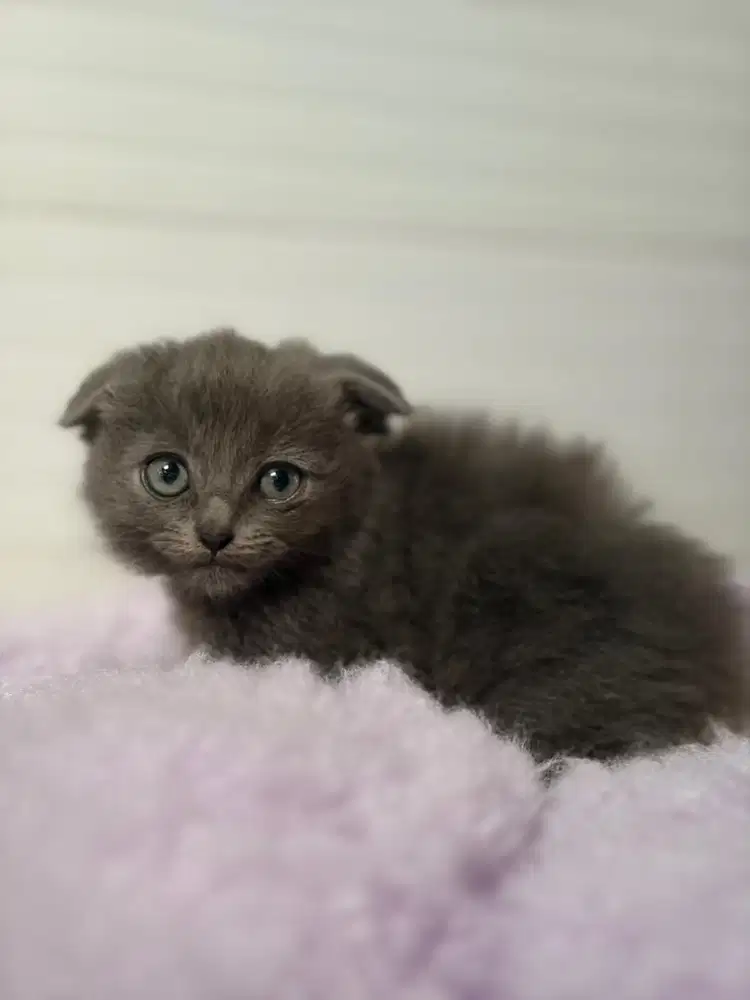Kucing Scottish Fold Mix Devon Rex, Kitten
