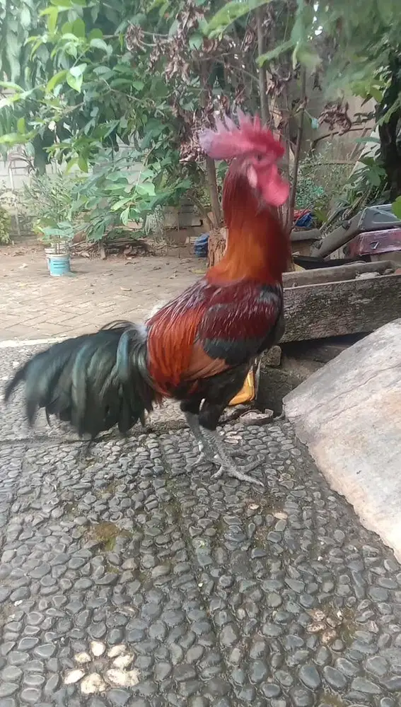 Dijual Ayam Pelung Jumbo Siap Kontes