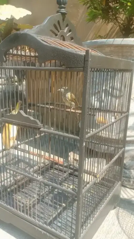burung siri-siri,udah rajin bunyi siang malam,jual plus kandangnya