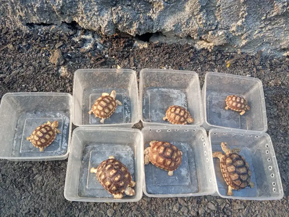 KURA KURA SULCATA SIZE 6,5CM DAN 9,5CM