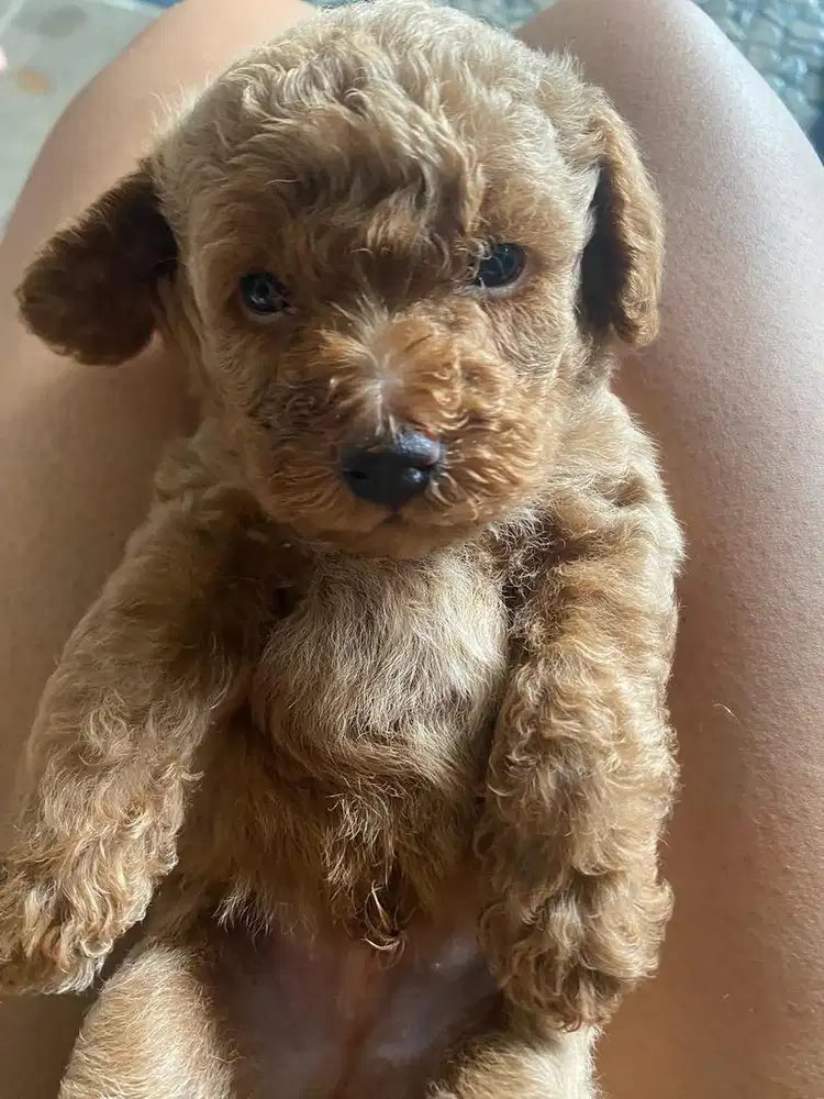 Anak anjing phoodle