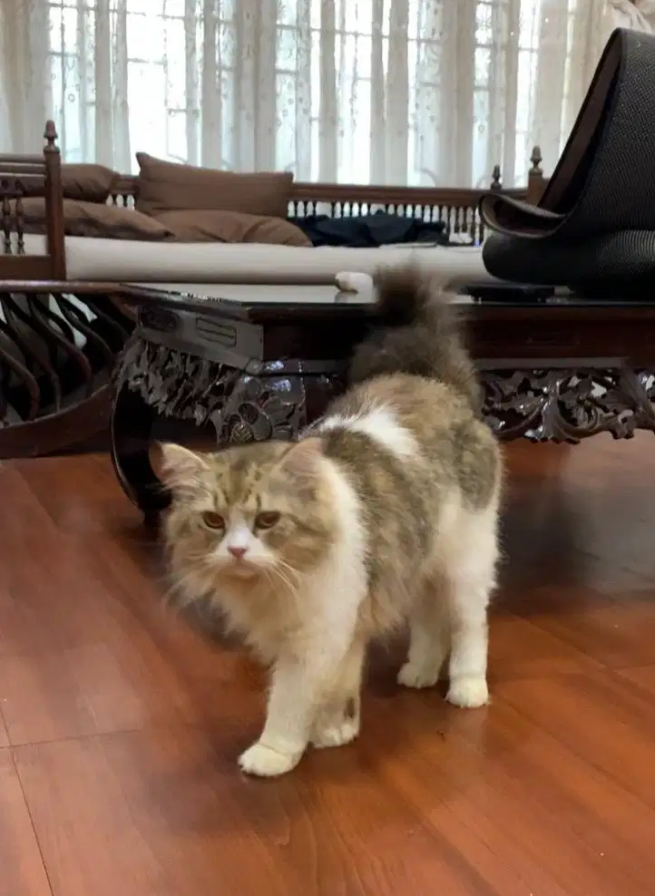kucing persia jantan dewasa