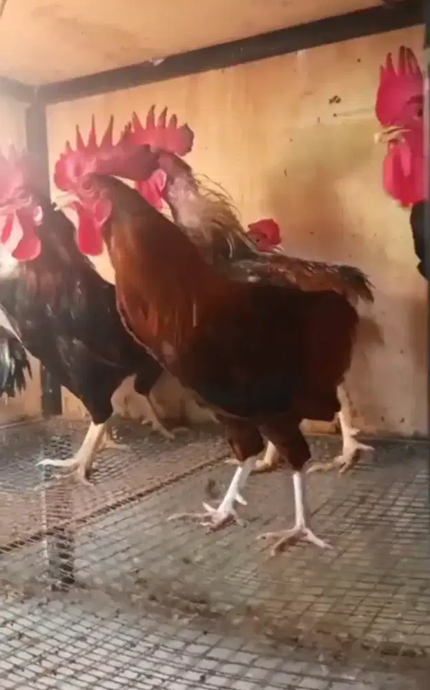 Pejantan ayam kampung asli