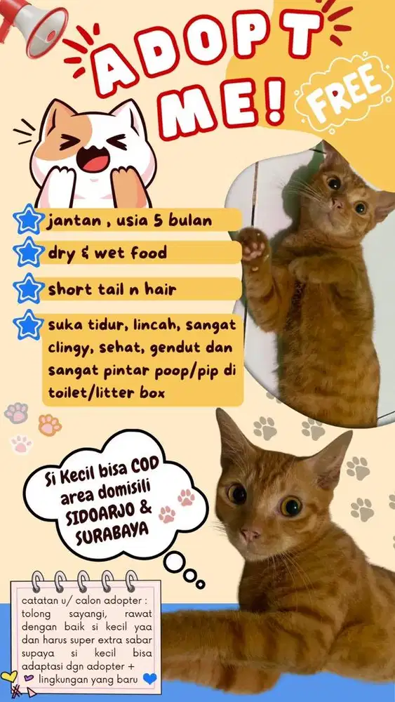 FREE OPEN ADOPT ANAK KUCING