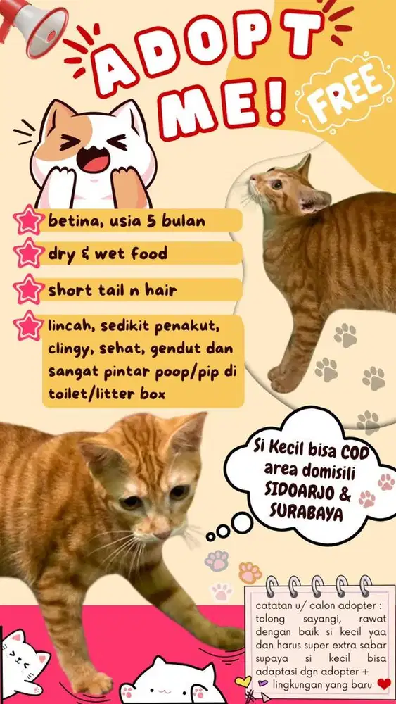 FREE OPEN ADOPT ANAK KUCING