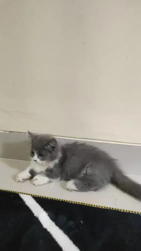 kucing kitten anakan munchkin pure