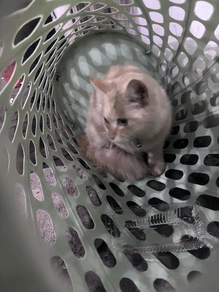 Open adopt kucing