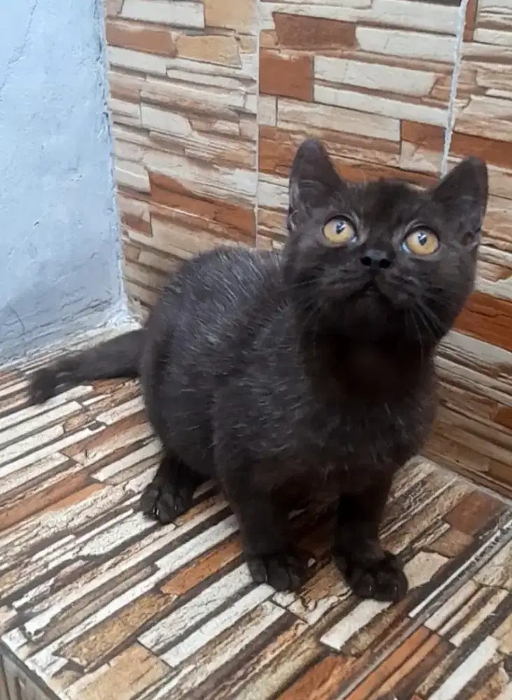 British shorthair Betina