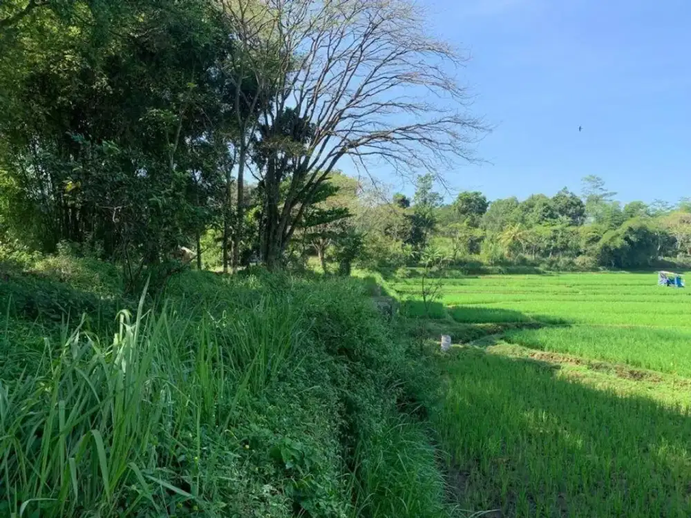 Jual Kavling  27.000 m2  di Cibinong cocok untuk Perumahan, Peternakan, Tempat Wisata, Pesantren