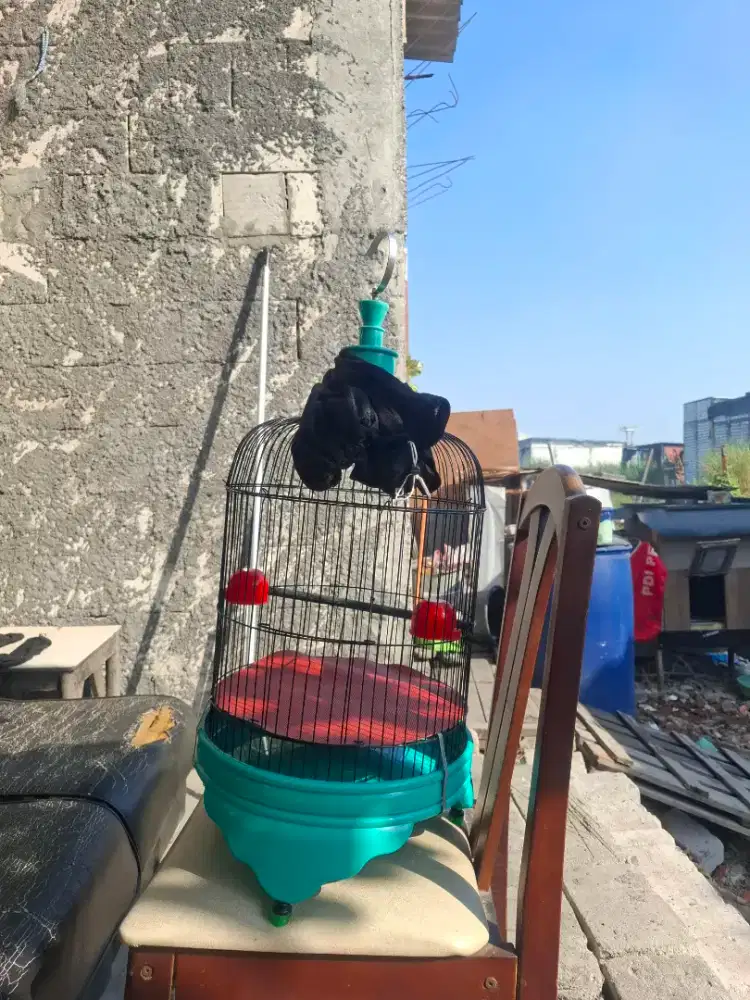 Sangkar lovebird tanggung