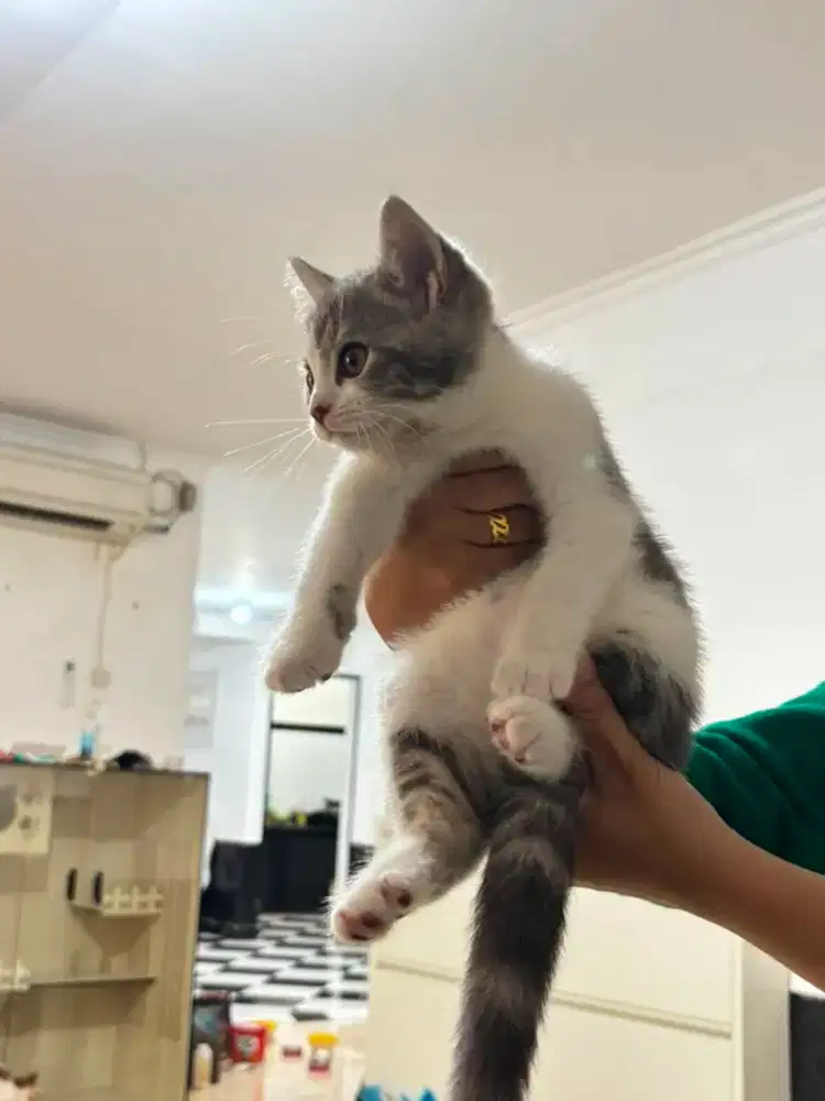 Lepas adopt kucing munchkin BSH NS