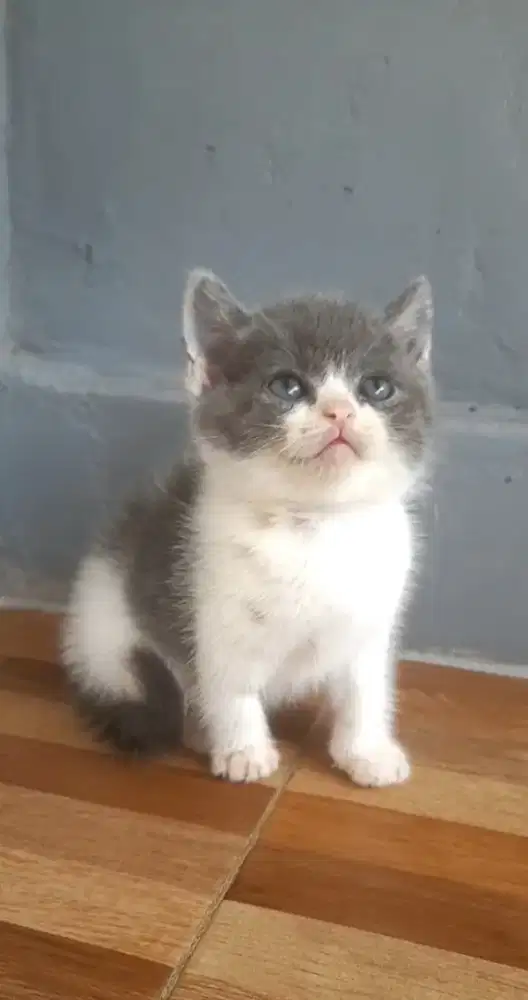 British shorthair