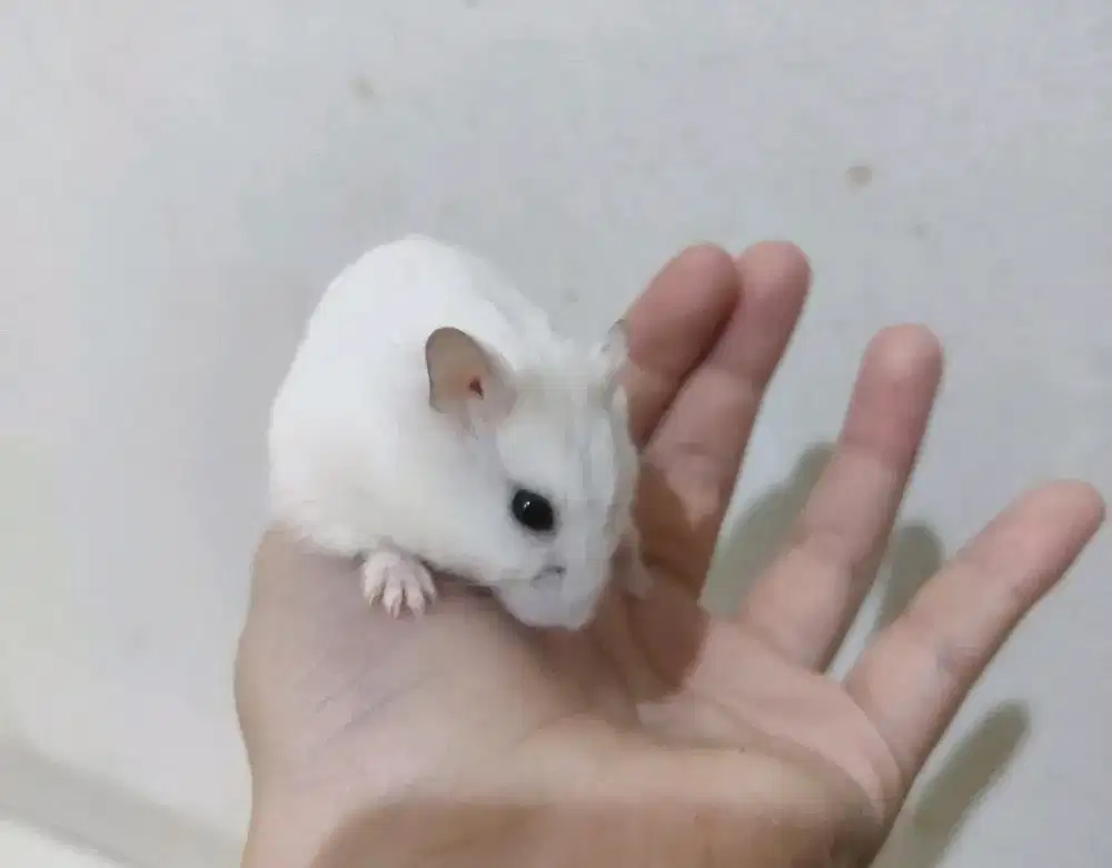 Hamster Pearl Winter White