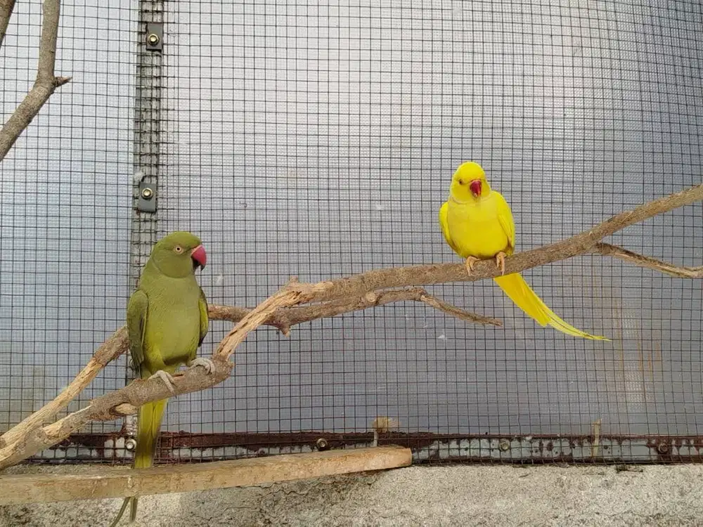 Sepasang Indian RingNeck IRN ring neck khusus Aviary
