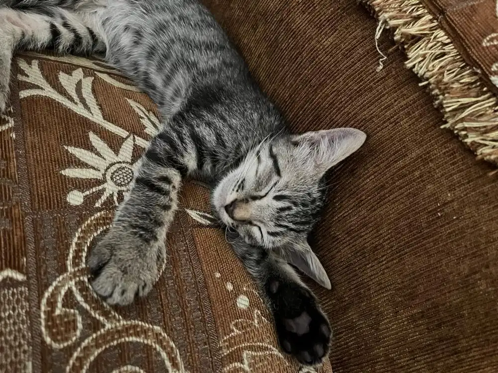Open Adopt Kucing Domestic