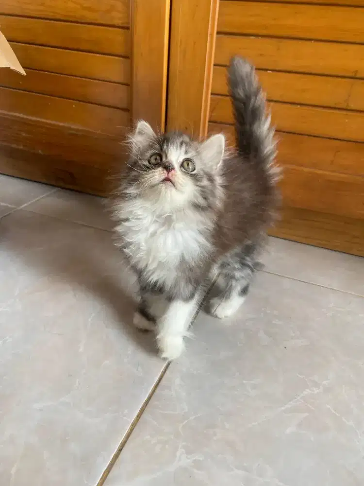 Kucing Persia Flatnose Bigbone