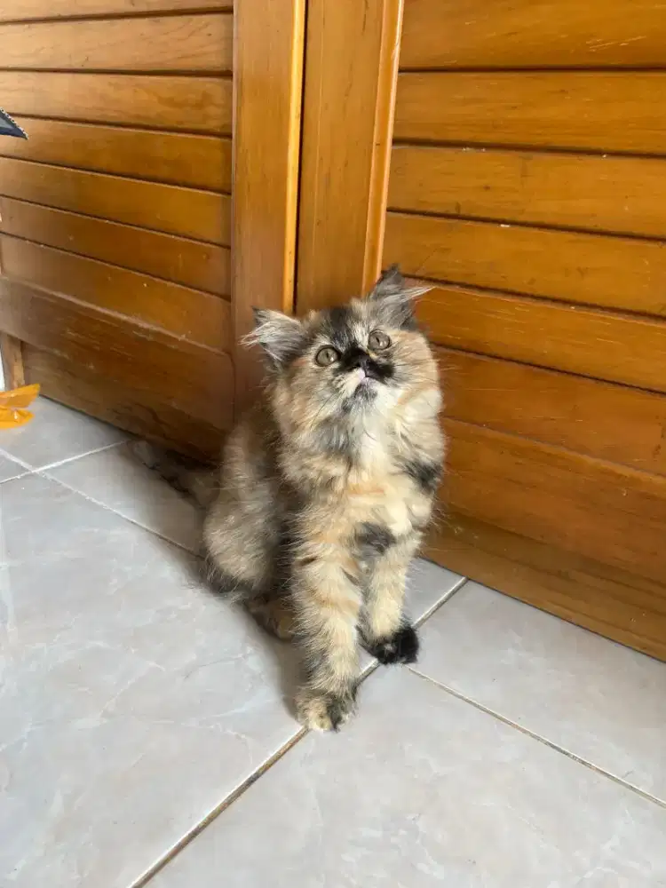 Kucing Persia Flatnose Bigbone