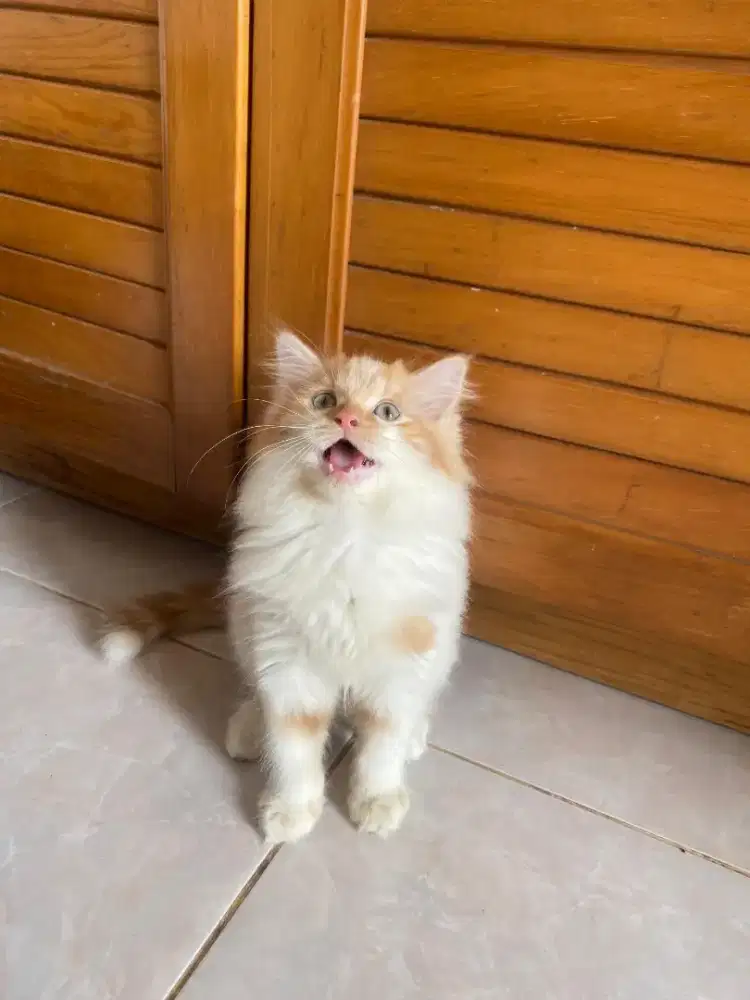 Kucing Persia Flatnose Bigbone