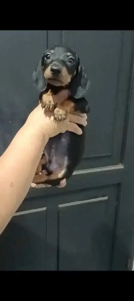 Last one puppies tekel jantan black tan