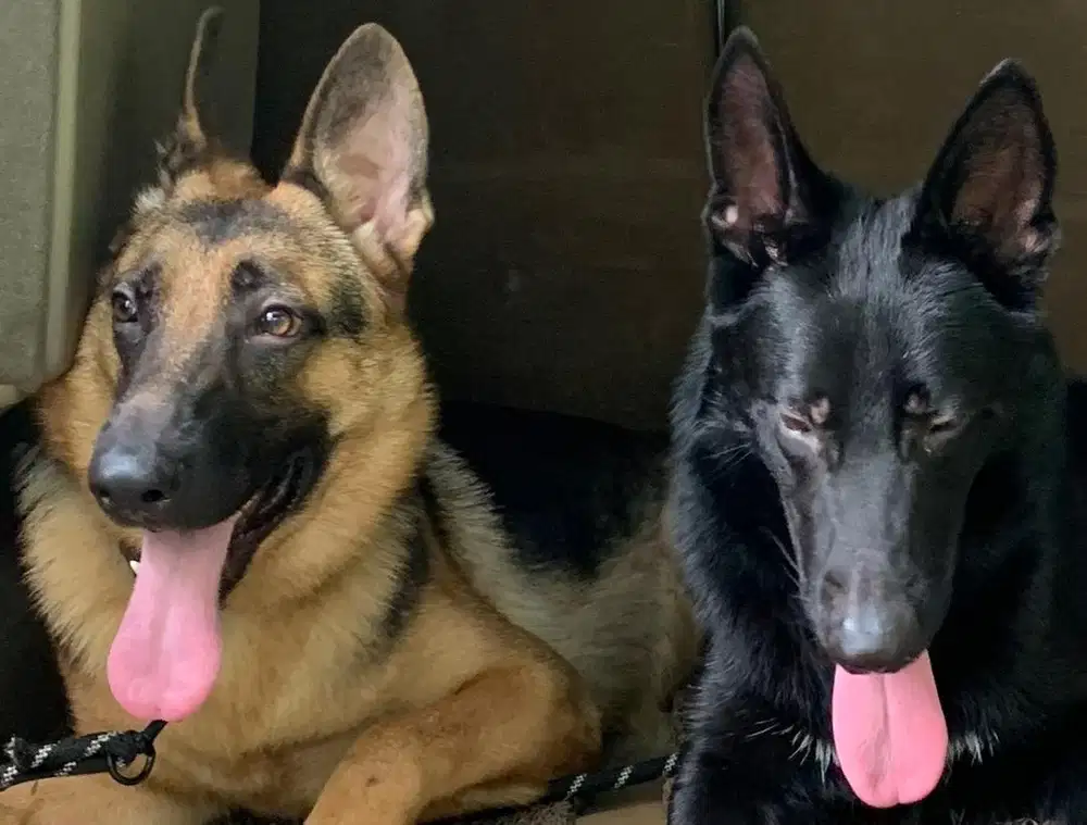 GERMAN SHEPHERD GSD HERDER MALE JANTAN