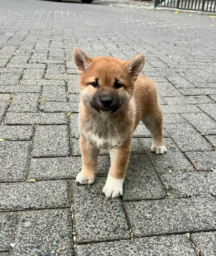 Shiba jantan special one
