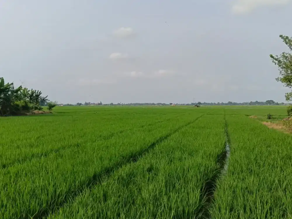 TERMURAH DIJUAL TANAH DI DAERAH SUBANG AKSES LANGSUNG KE JALAN NASIONAL