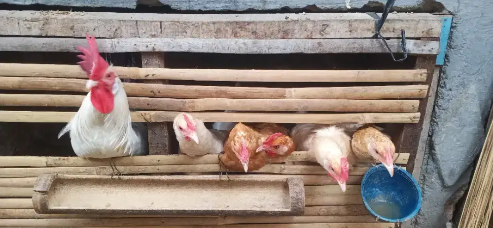 Ayam kampung elba