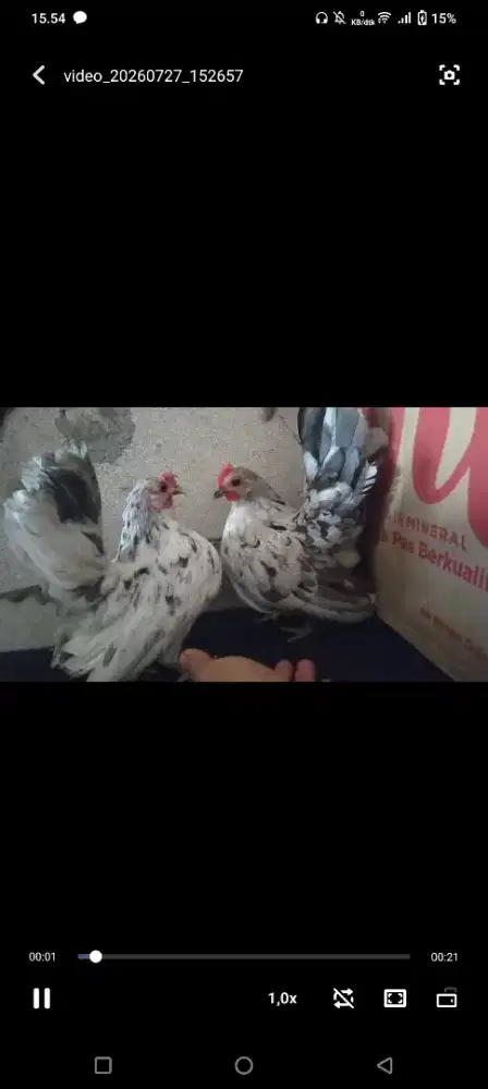 Ayam serama betina pro warna mewah rinting murai selagi ada stock tbts
