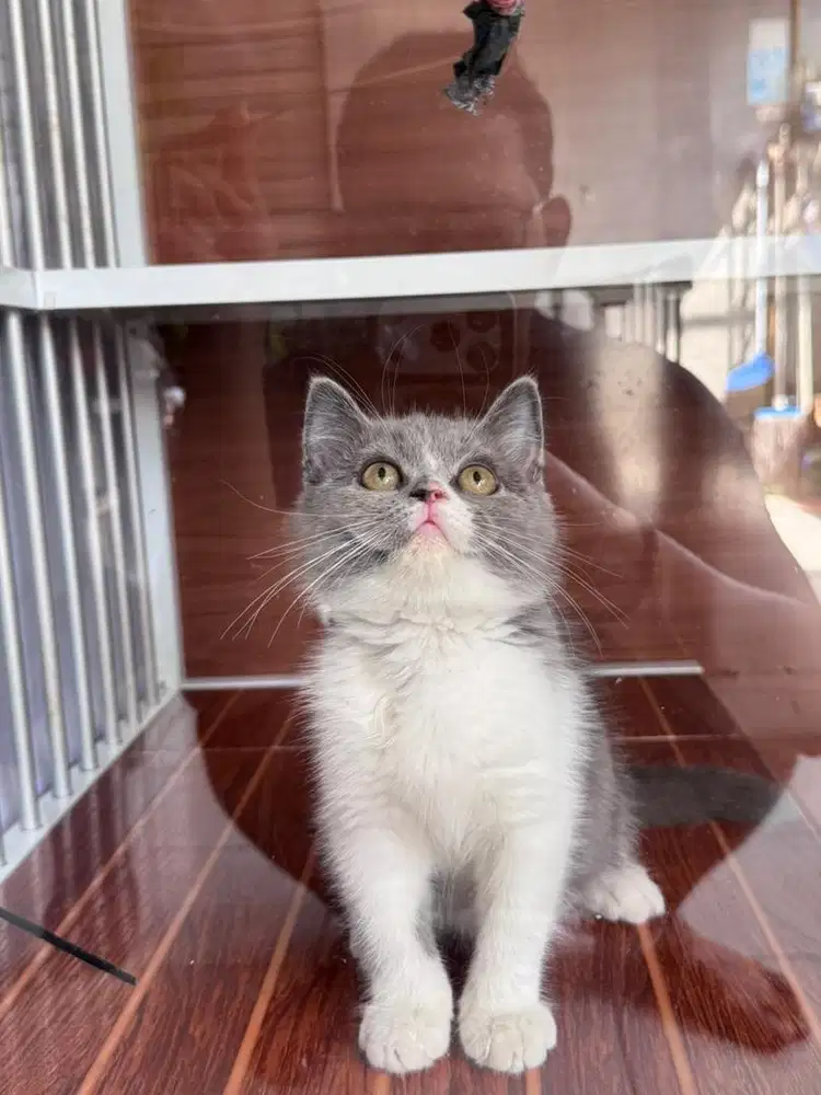 KUCING BRITISH SHORTHAIR BSH