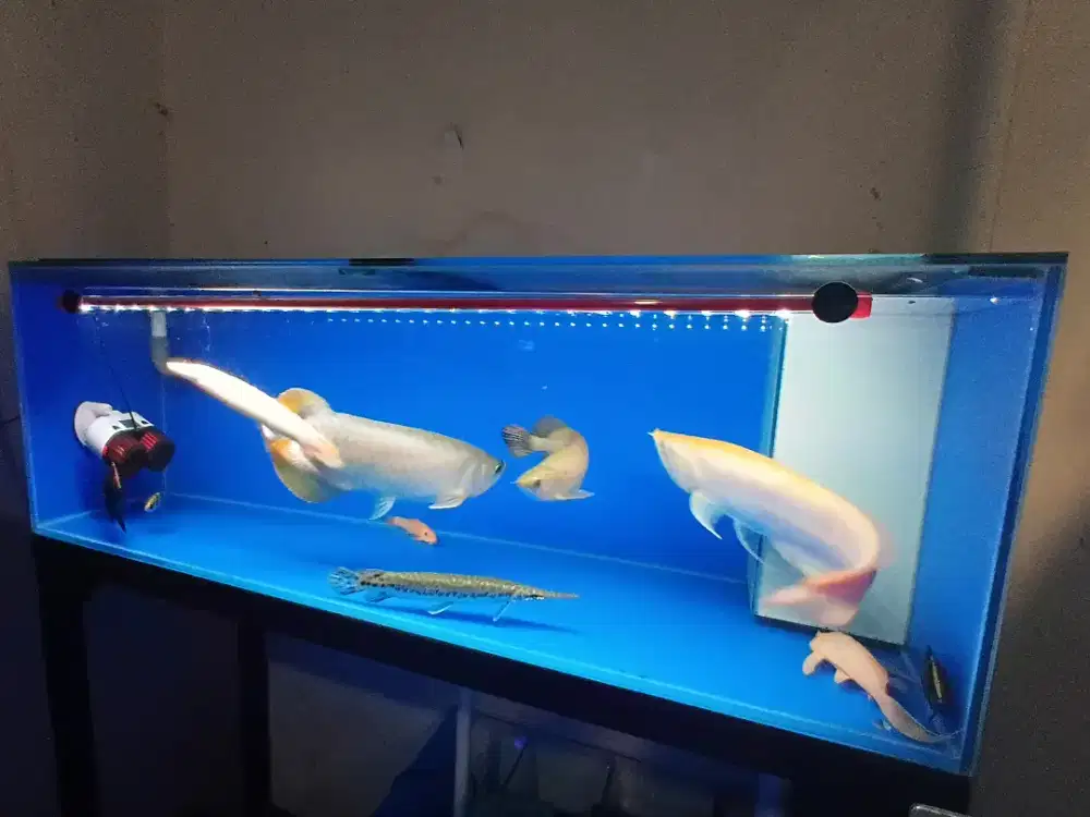 Hiasan Aquarium Arwana
