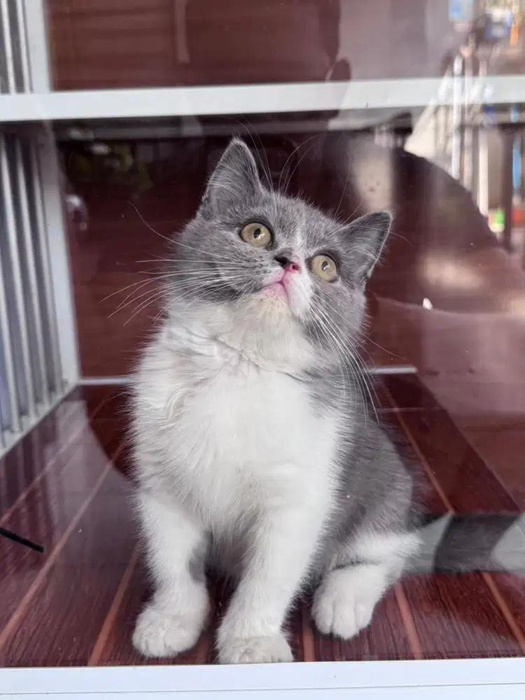 KUCING BRITISH SHORTHAIR BSH