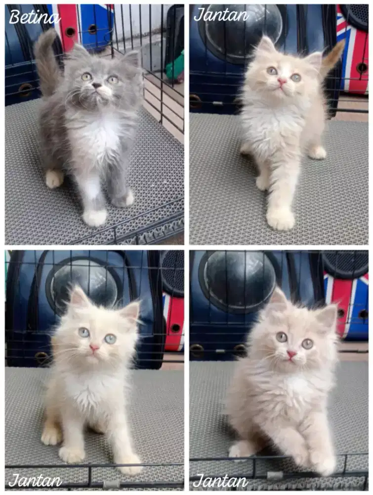 kucing persia lucu