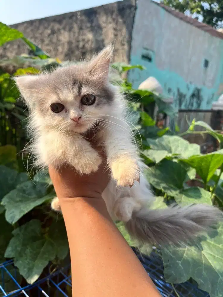 Kucing Kitten Persia 3 Ekor
