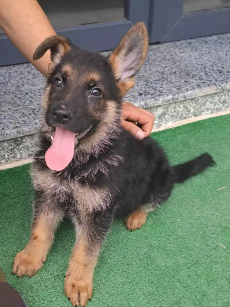 DIJUAL ANJING HERDER