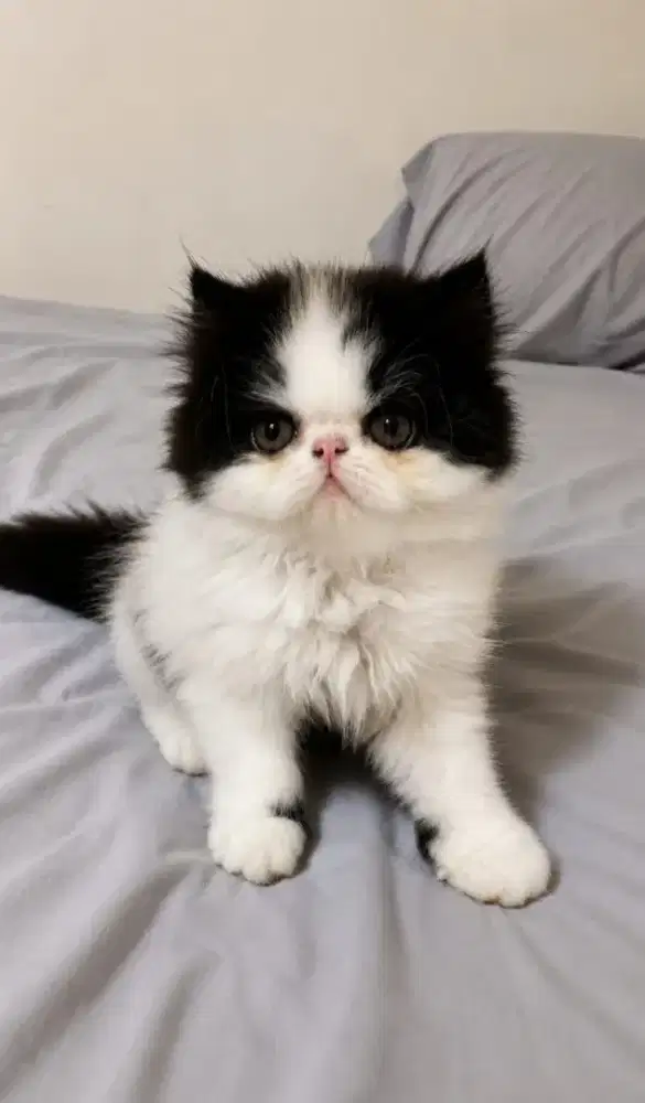 Persia peaknose kitten
