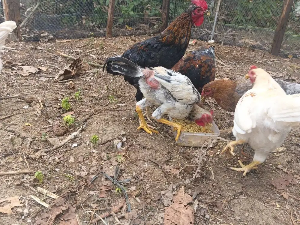 Ayam kampung negri