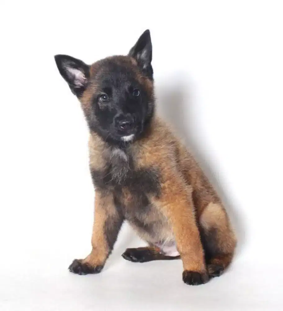 DIJUAL ANJING BELGIAN MALINOIS