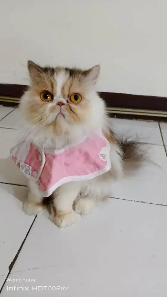 Kucing Persia peaknose