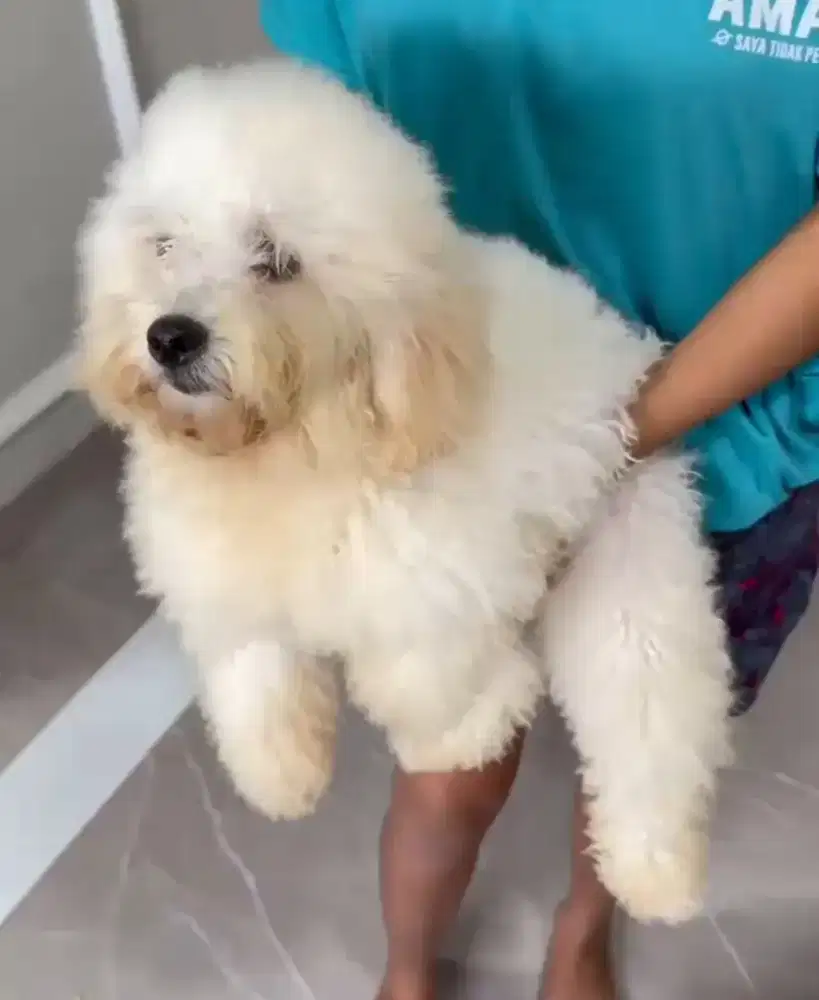 Poodle betina non stb