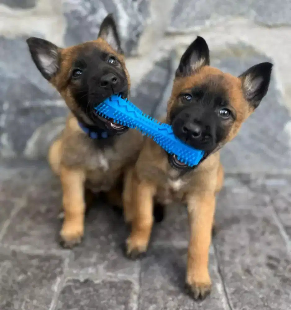 DIJUAL ANJING BELGIAN MALINOIS