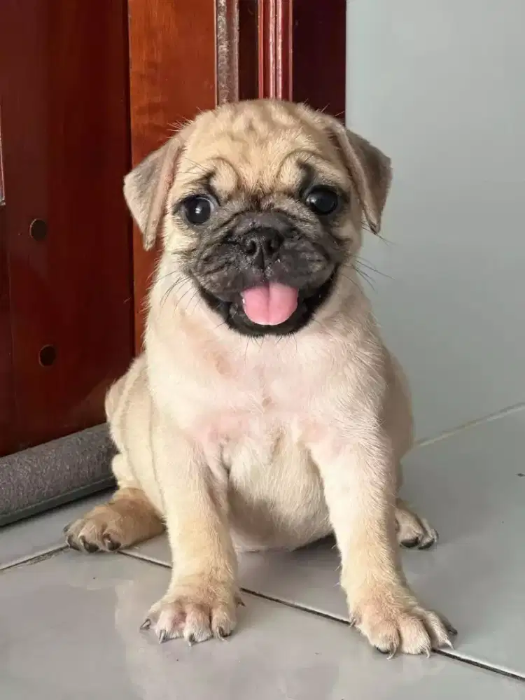 DIJUAL ANJING PUG